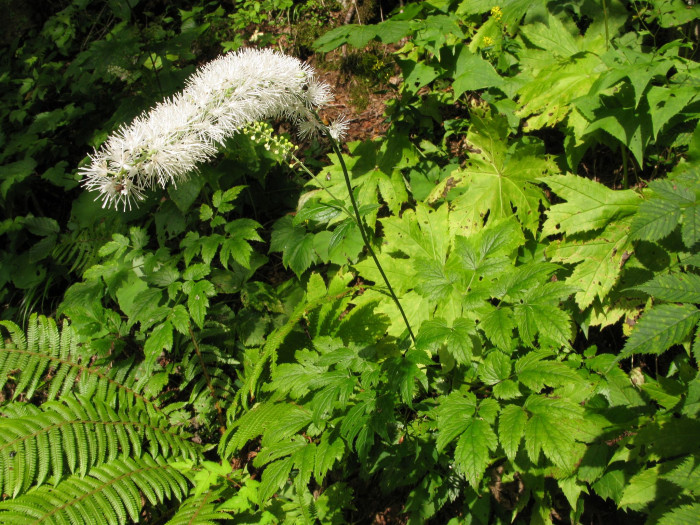 촛대승마 - Actaea simplex, Cimicifuga simplex