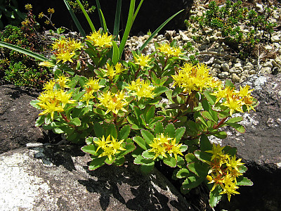 가는기린초 사진 - Sedum aizoon Photos