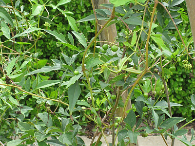 가회톱 사진 - Ampelopsis japonica (Thunb.) Makino Photos