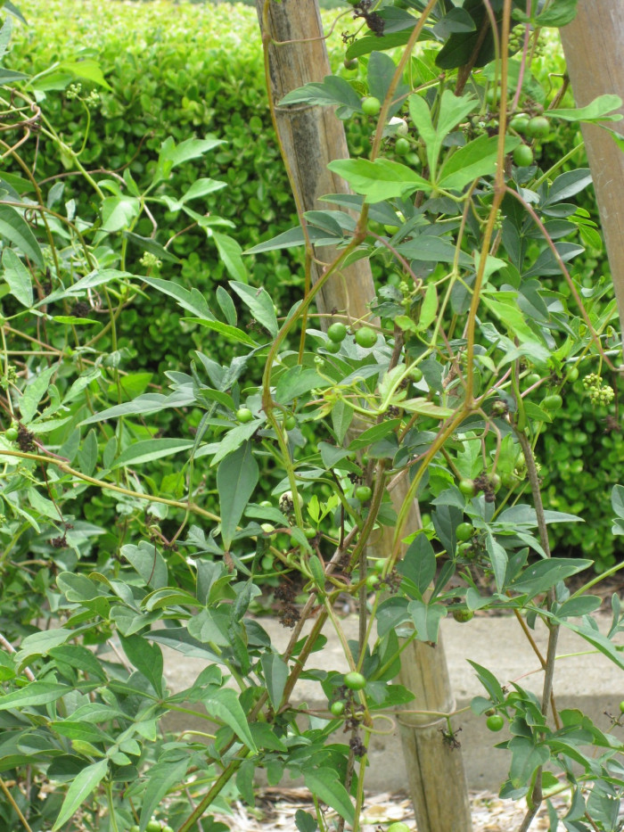 가회톱 - Ampelopsis japonica (Thunb.) Makino