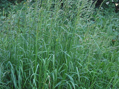 개나래새 사진 - Arrhenatherum elatius (L.) P.Beauv. ex J.Presl & C.Presl Photos