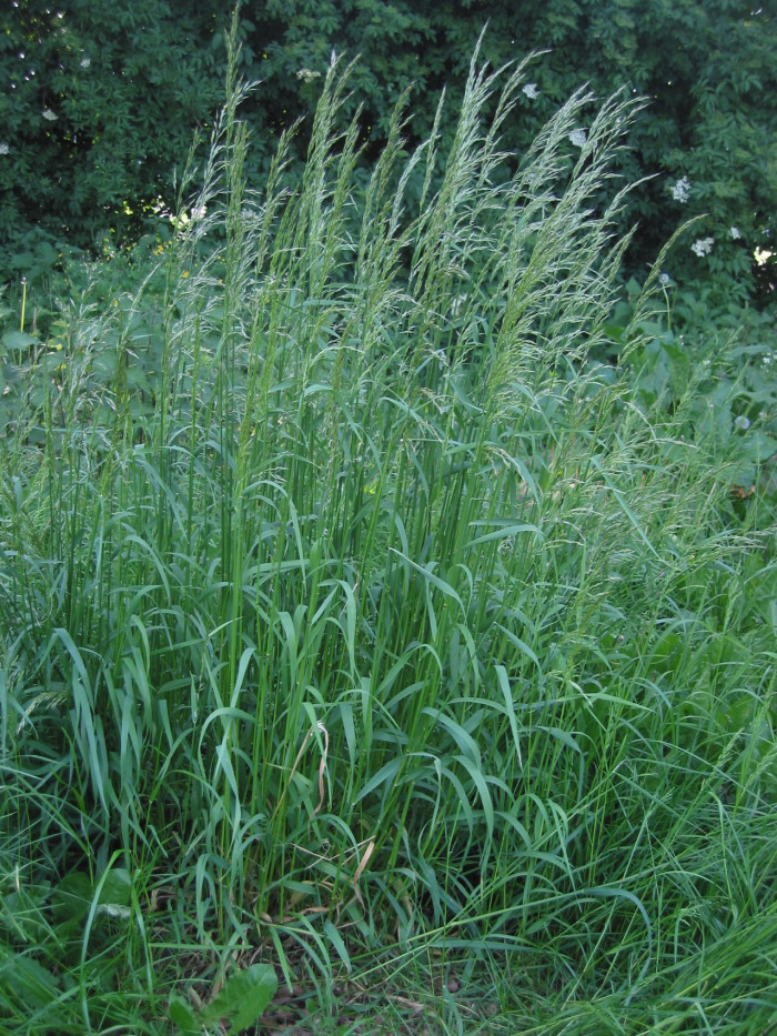 개나래새 - Arrhenatherum elatius (L.) P.Beauv. ex J.Presl & C.Presl