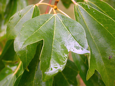 중국단풍 사진 - Acer buergerianum Miq. Photos