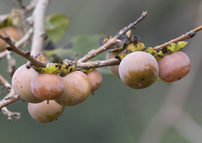 고욤나무 - date-plum, Caucasian persimmon, lilac persimmon, Diospyros lotus L.
