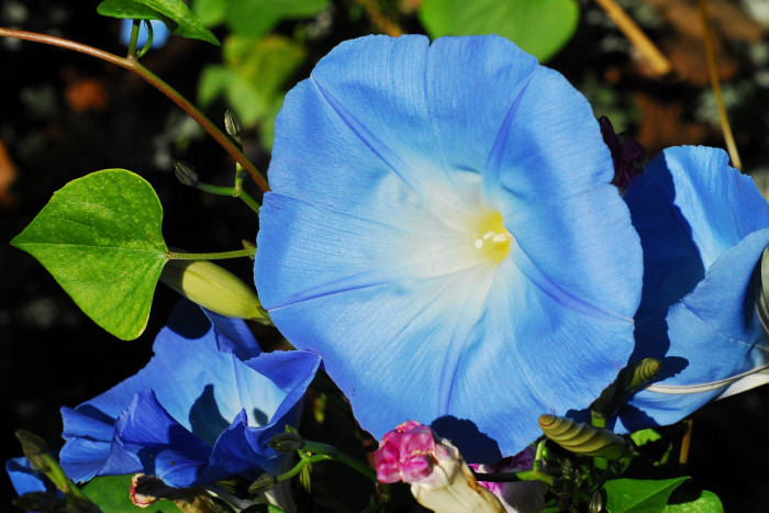 나팔꽃 - morning glory, Pharbitis nil (L.) Choisy