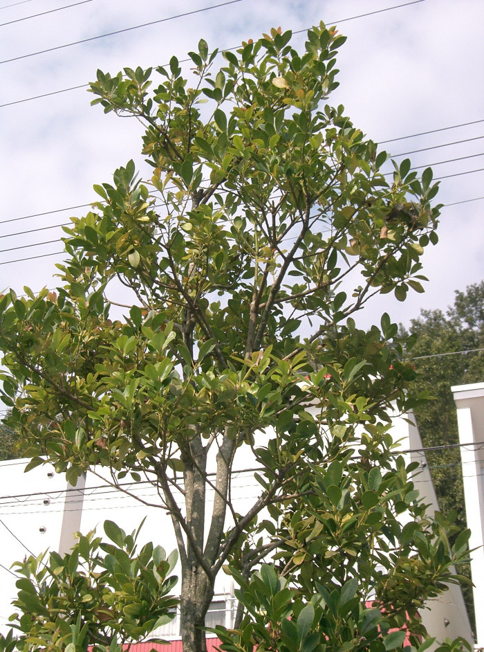 감탕나무 - Ilex integra Thunb.