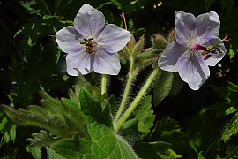 꽃쥐손이 - Geranium eriostemon Fisher ex DC.