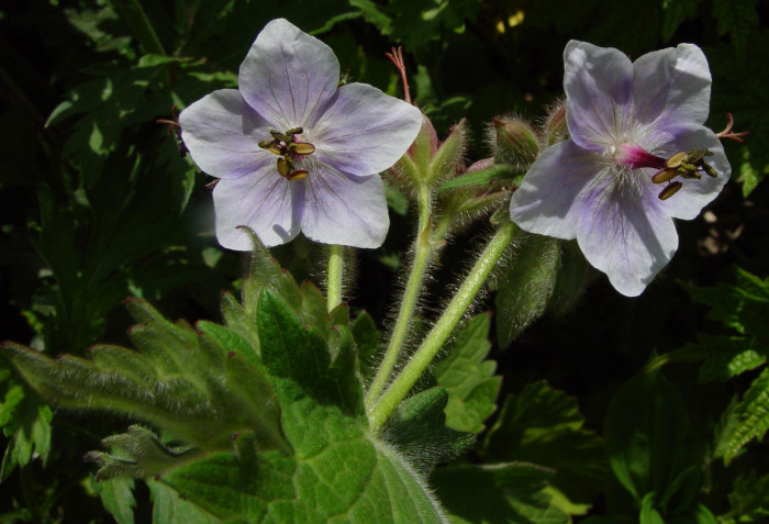 꽃쥐손이 - Geranium eriostemon Fisher ex DC.