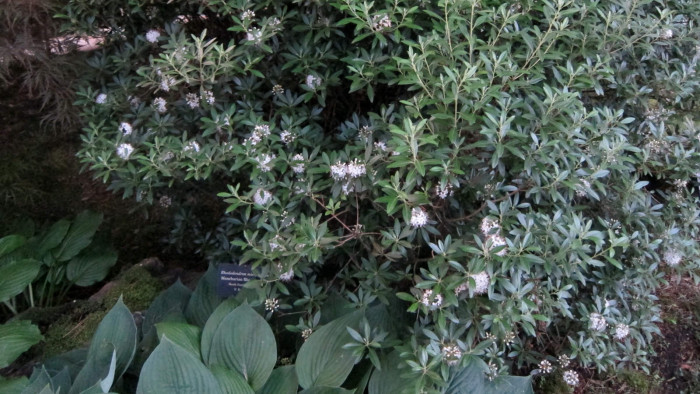 꼬리진달래 - ㅇ, Rhododendron micranthum Turcz.