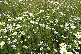 길뚝개꽃 - Anthemis arvensis L.