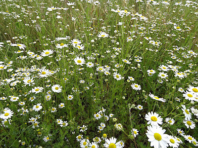 길뚝개꽃 사진 - Anthemis arvensis L. Photos