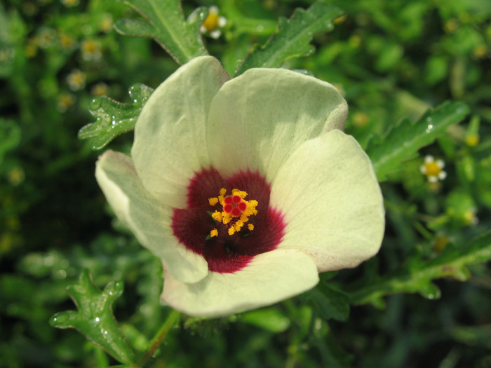 수박풀 - Hibiscus trionum