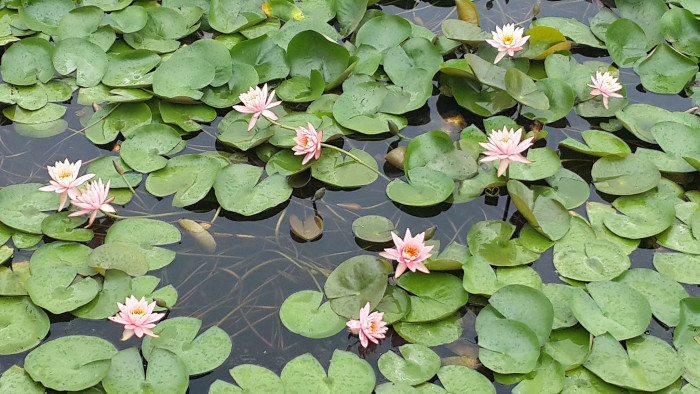 각시수련 - 바보, Nymphaea tetragona var. minima (Nakai) W.T.Lee