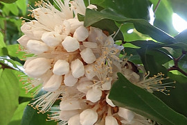 비둘기나무 - Maniltoa browneoides