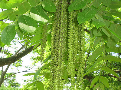 가래나무 사진 - Juglans mandshurica Maxim. var. mandshurica for. mandshurica Photos