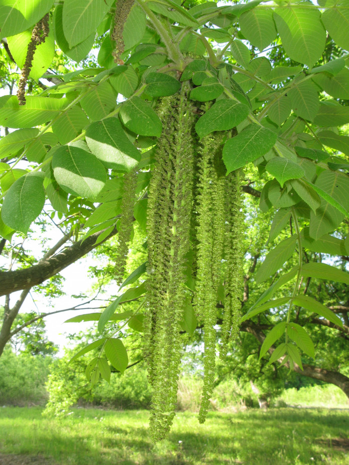 가래나무 - Manchurian walnut, Juglans mandshurica Maxim. var. mandshurica for. mandshurica