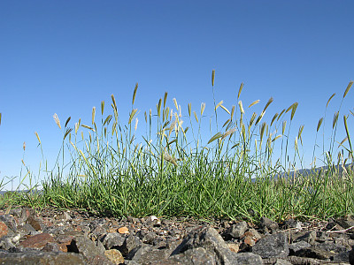 나도바랭이 사진 - Chloris virgata Sw. Photos