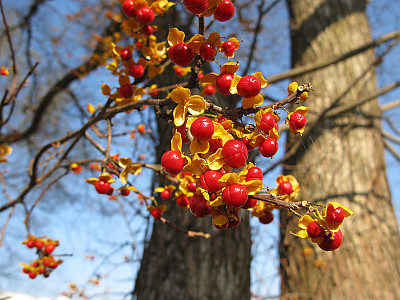 노박덩굴 사진 - Celastrus orbiculatus Thunb. Photos