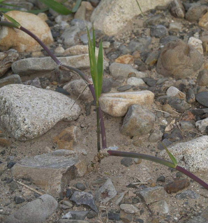 달뿌리풀 - Phragmites japonica Steud.