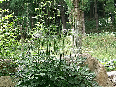 촛대승마 사진 - Cimicifuga simplex Photos