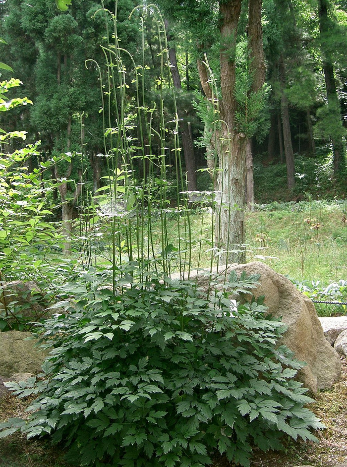 촛대승마 - Actaea simplex, Cimicifuga simplex