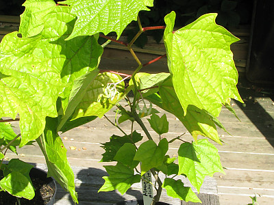 단풍박쥐나무 사진 - Alangium platanifolium (Siebold & Zucc.) Harms Photos