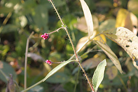 기생여뀌 - Persicaria viscosa (Hamilt. ex D.Don) H.Gross ex Nakai