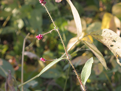 기생여뀌 사진 - Persicaria viscosa (Hamilt. ex D.Don) H.Gross ex Nakai Photos