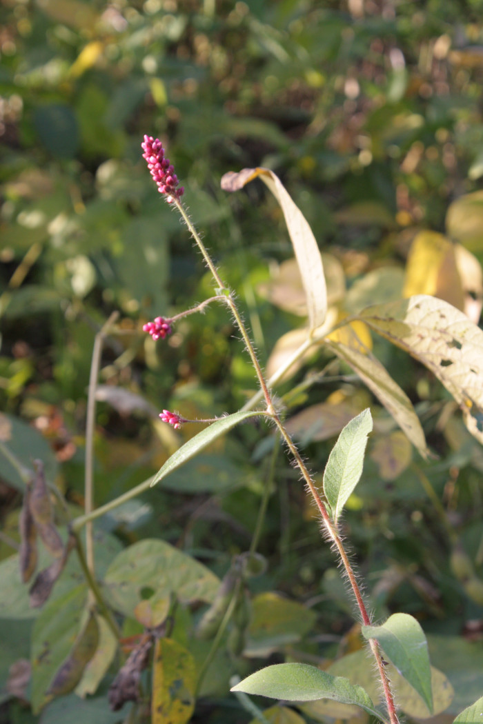 기생여뀌 - Persicaria viscosa (Hamilt. ex D.Don) H.Gross ex Nakai