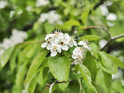 산사나무 사진 - Crataegus pinnatifida Bunge for. pinnatifida Photos