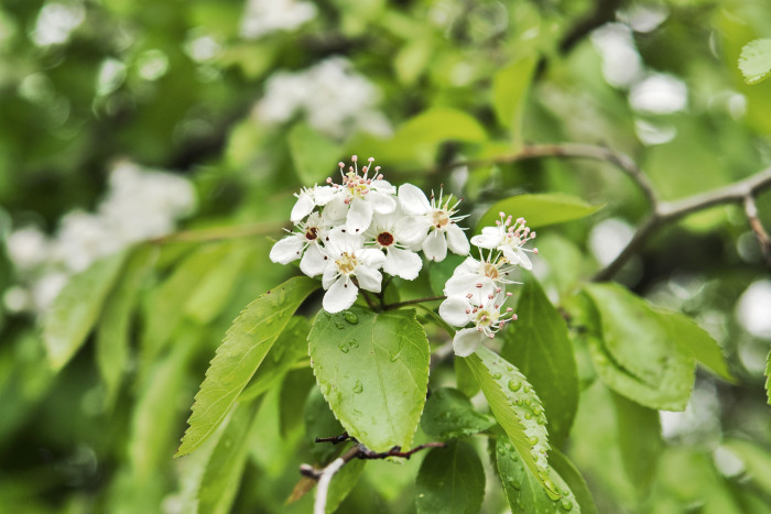 산사나무 - Mountain hawthorn, Crataegus pinnatifida Bunge for. pinnatifida