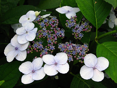 탐라산수국 사진 - Hydrangea serrata Ser. for. fertilis Nakai Photos