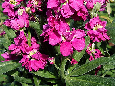 마티올라 사진 - Matthiola incana Photos
