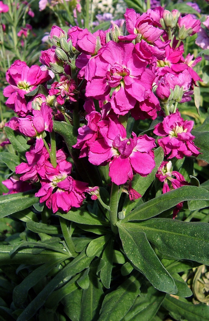 마티올라 - brompton stock, Matthiola incana