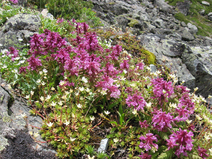 구름송이풀 - Pedicularis verticillata