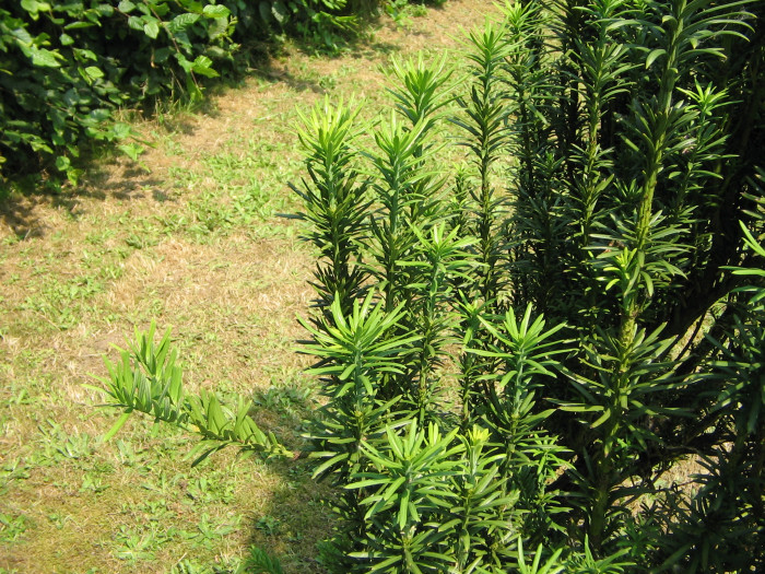눈개비자나무 - Cephalotaxus harringtonia var. nana (Nakai) Rehder