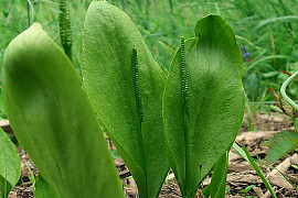 나도고사리삼 - Ophioglossum vulgatum L.