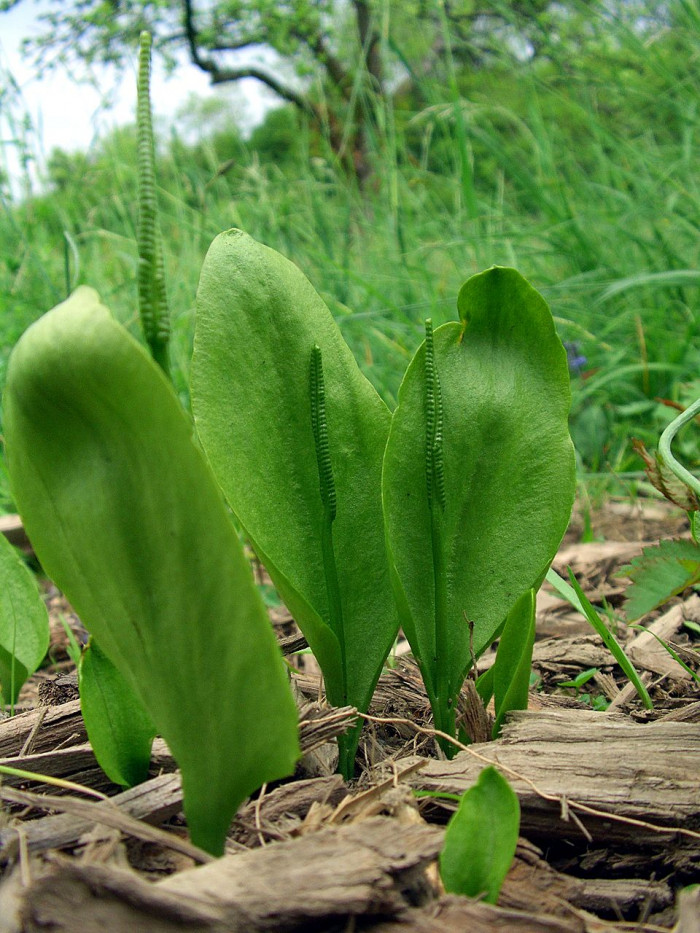 나도고사리삼 - Ophioglossum vulgatum L.