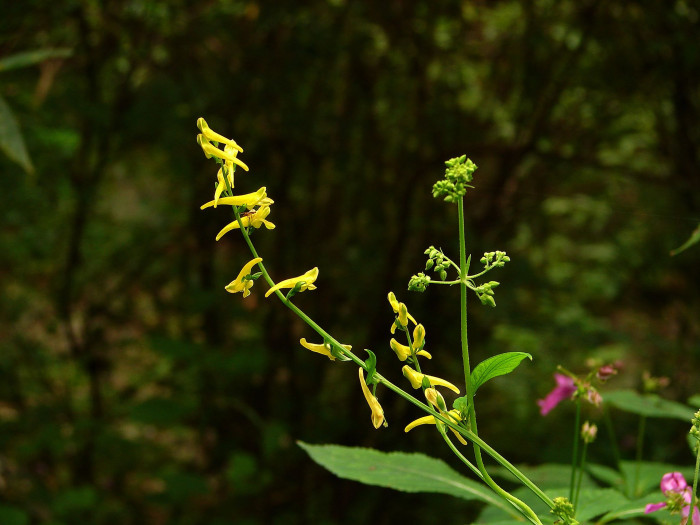 눈괴불주머니 - Corydalis ochotensis Turcz.