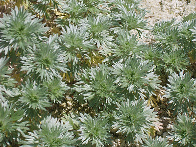 구와쑥 사진 - Artemisia laciniata Will. Photos