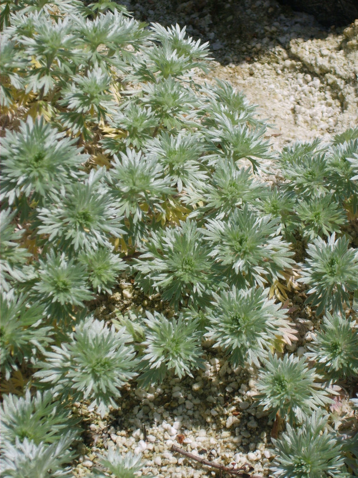 구와쑥 - Artemisia laciniata Will.
