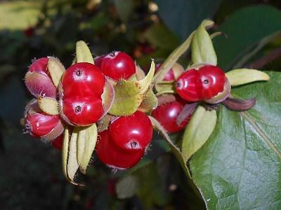 구슬댕댕이 사진 - Lonicera vesicaria Kom. Photos