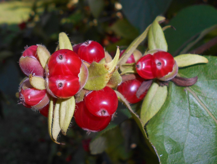 구슬댕댕이 - Lonicera vesicaria Kom.