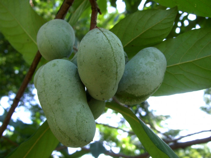 포포나무 - Sunflower pawpaw, Asimina triloba