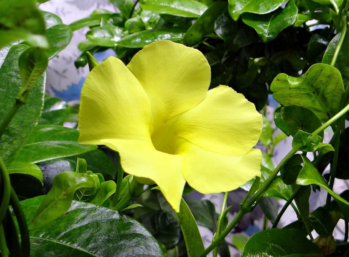 알라만다 - Allamanda