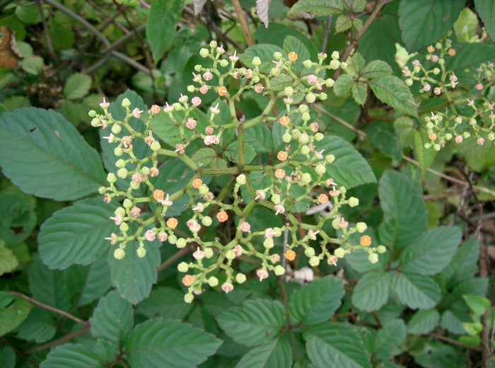 거지덩굴 - Cayratia japonica (Thunb.) Gagnep.