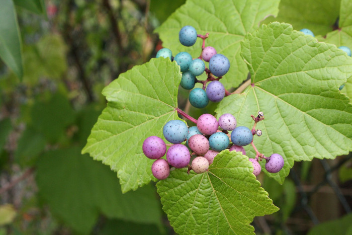 개머루 - Ampelopsis brevipedunculata (Maxim.) Trautv.