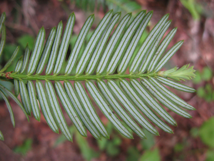 눈개비자나무 - Cephalotaxus harringtonia var. nana (Nakai) Rehder