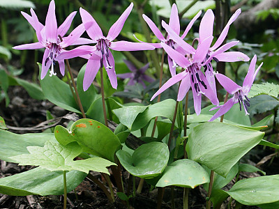 얼레지 사진 - Erythronium japonicum Photos