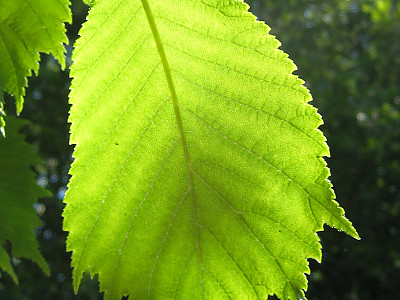 난티나무 사진 - Ulmus laciniata (Trautv.) Mayr Photos